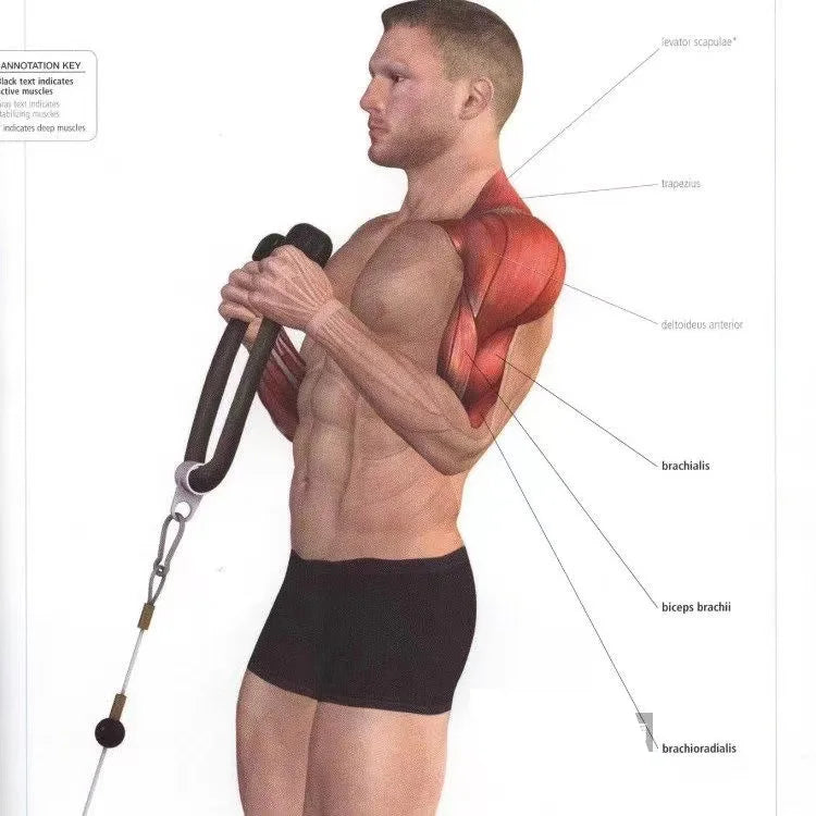 Rope Accessories for Cable Machine - Legacy Fitness